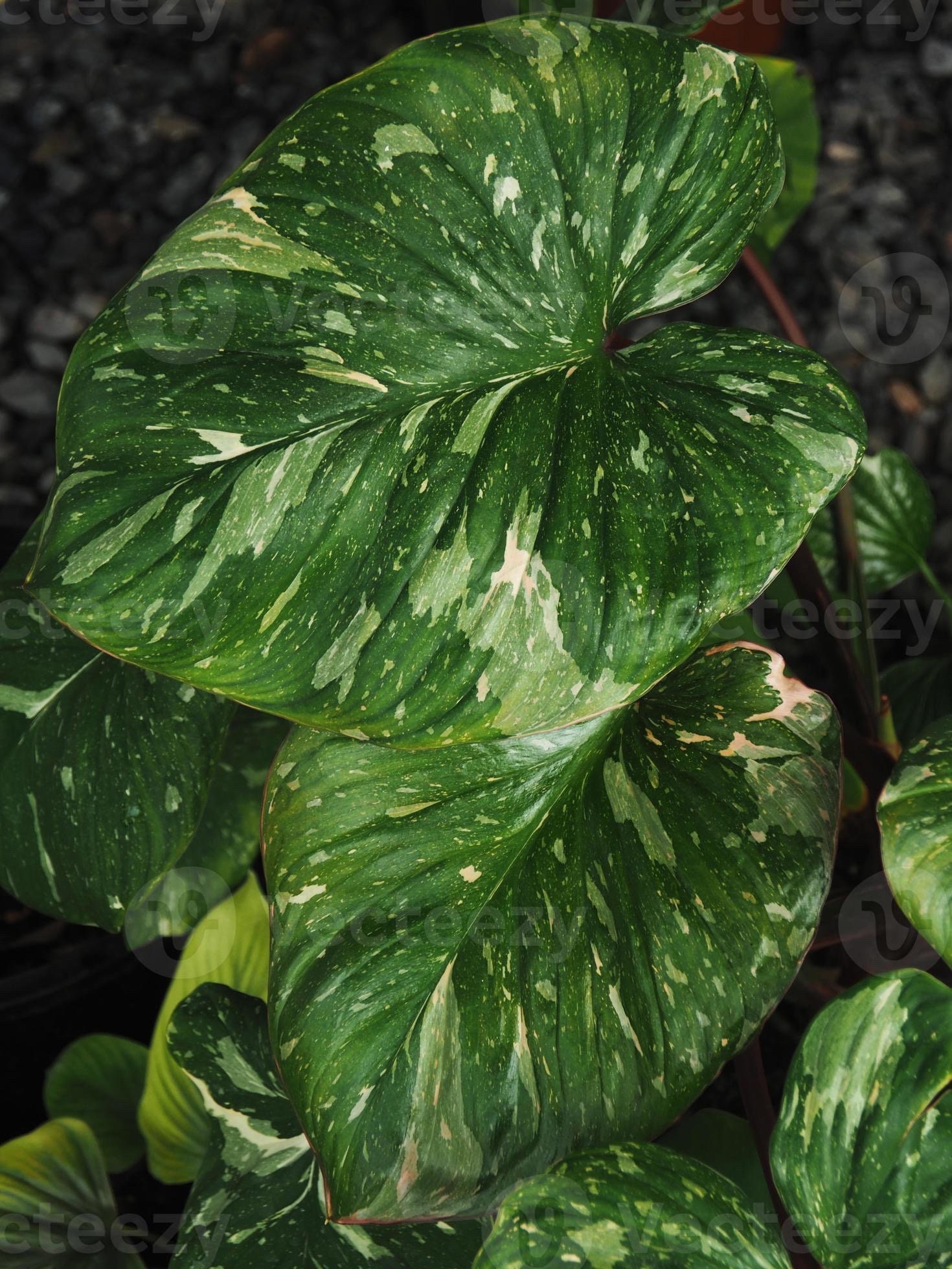 Homalomena Star Dust Starter Plant (ALL STARTER PLANTS Require You