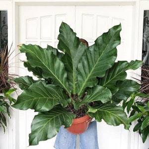 Anthurium Plowmanii Starter Plant (ALL STARTER PLANTS require you to purchase 2 plants!)