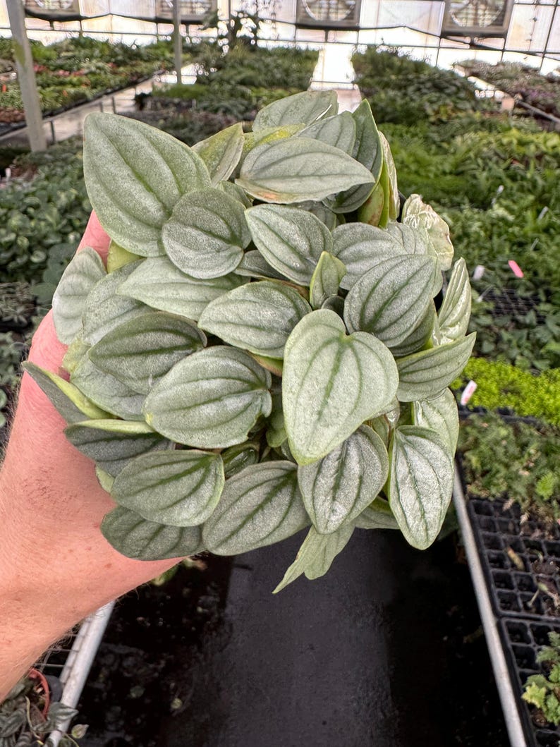 Peperomia Napoli Nights