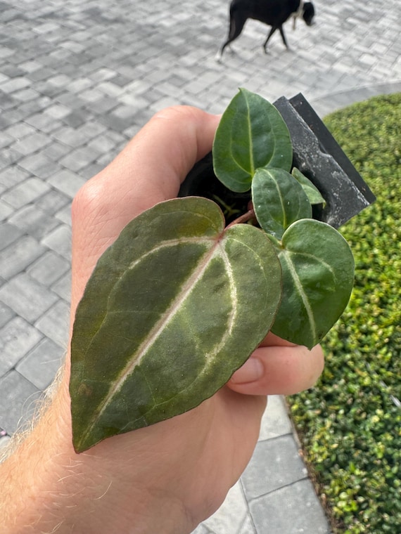 その他観葉植物 Anthurium Michelle x Wonderboy Anthurium (Wonderboy x Michelle) x (Zara x Michelle) 5