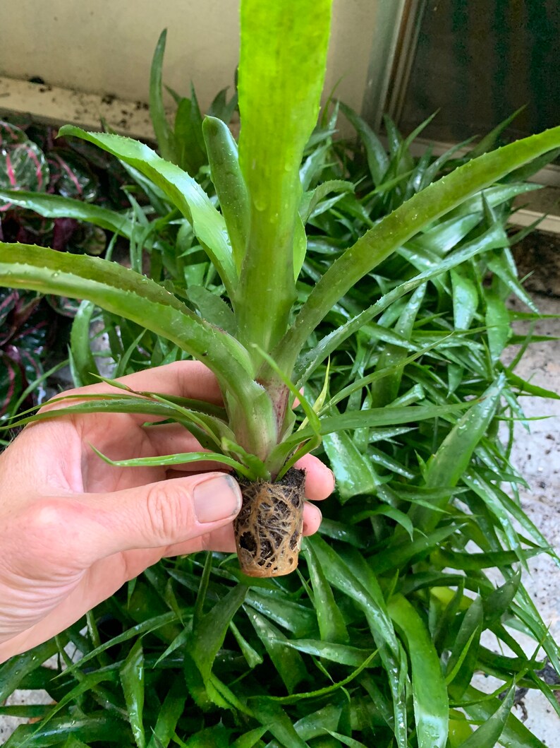 Bromeliad Neoregalia Lila Starter Plant ALL STARTER PLANTS