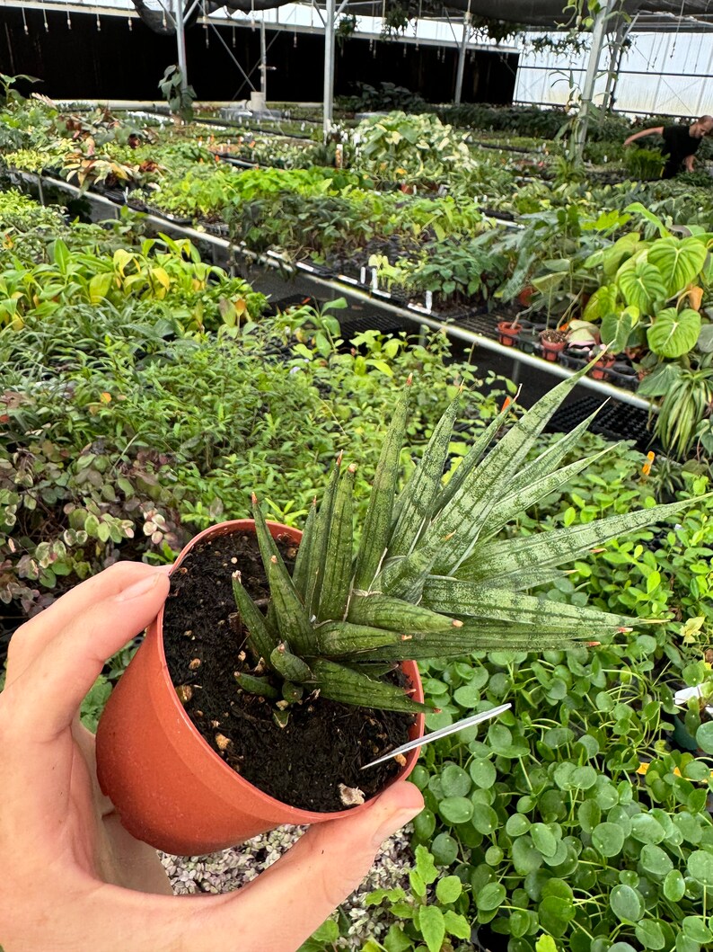 TheGreenEscape Sansevieria francisii - Thumbnail 4
