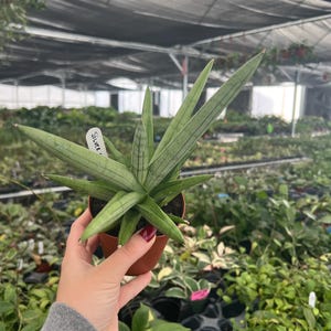 May include: A potted succulent plant with long, pointed, gray-green leaves and dark green stripes. The plant is labeled "Silver" and is held in a small brown pot. The background shows a greenhouse setting with other plants.