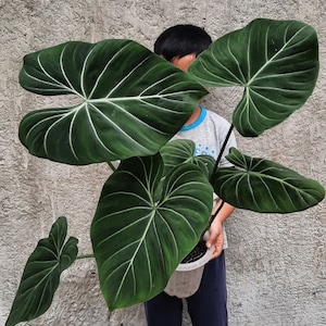 Philodendron dark form gloriosum Starter Plant (ALL STARTER PLANTS require you to purchase 2 plants!)