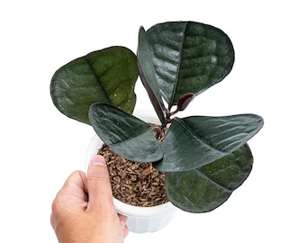 Labisia black love Starter Plant (ALL STARTER PLANTS require you to purchase 2 plants!)
