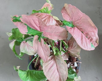 Syngonium Singo Lava Starter Plant (ALL PLANTS require you to purchase 2 plants!)