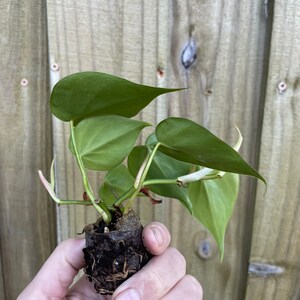 Philodendron hederaceum heart leaf Starter Plant ALL STARTER PLANTS require you to purchase 2 plants image 4