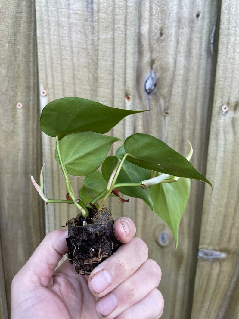 Philodendron hederaceum heart leaf Starter Plant ALL STARTER PLANTS require you to purchase 2 plants image 4