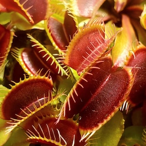 May include: Close-up of several Venus flytraps. The traps are a deep burgundy color with green and yellow edges. Each trap has sharp, white teeth-like structures along the edges.