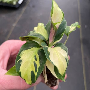 Calathea yellow fusion starter plant ALL STARTER PLANTS require you to purchase 2 plants zdjęcie 3