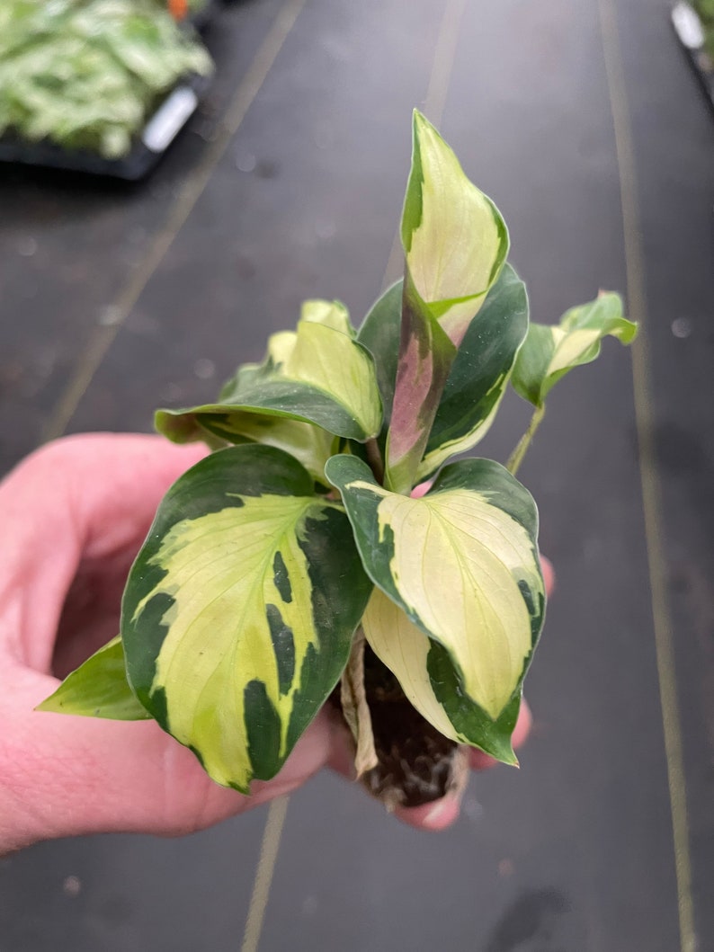 Calathea yellow fusion starter plant ALL STARTER PLANTS require you to purchase 2 plants zdjęcie 3