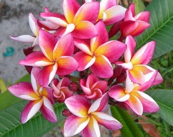 Plumeria rainbow treasure Cutting (ALL Starter plants/cuttings require you to purchase 2 plants/cuttings!)