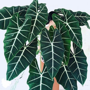 Alocasia Frydek Starter Plant (ALL STARTER PLANTS require you to purchase 2 plants!)