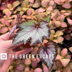 Jurassic Rex Begonia pink shades 2” pot (ALL PLANTS require you to purchase 2 plants!)