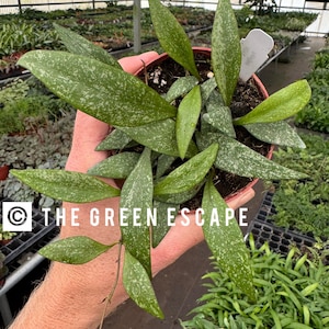 Hoya parviflora 4” pot (ALL PLANTS require you to purchase 2 plants!)