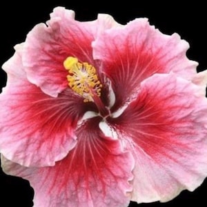 Foxy Lady hibiscus Starter Plant (ALL STARTER PLANTS require you to purchase 2 plants!)