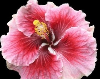 Foxy Lady hibiscus Starter Plant (ALL STARTER PLANTS require you to purchase 2 plants!)