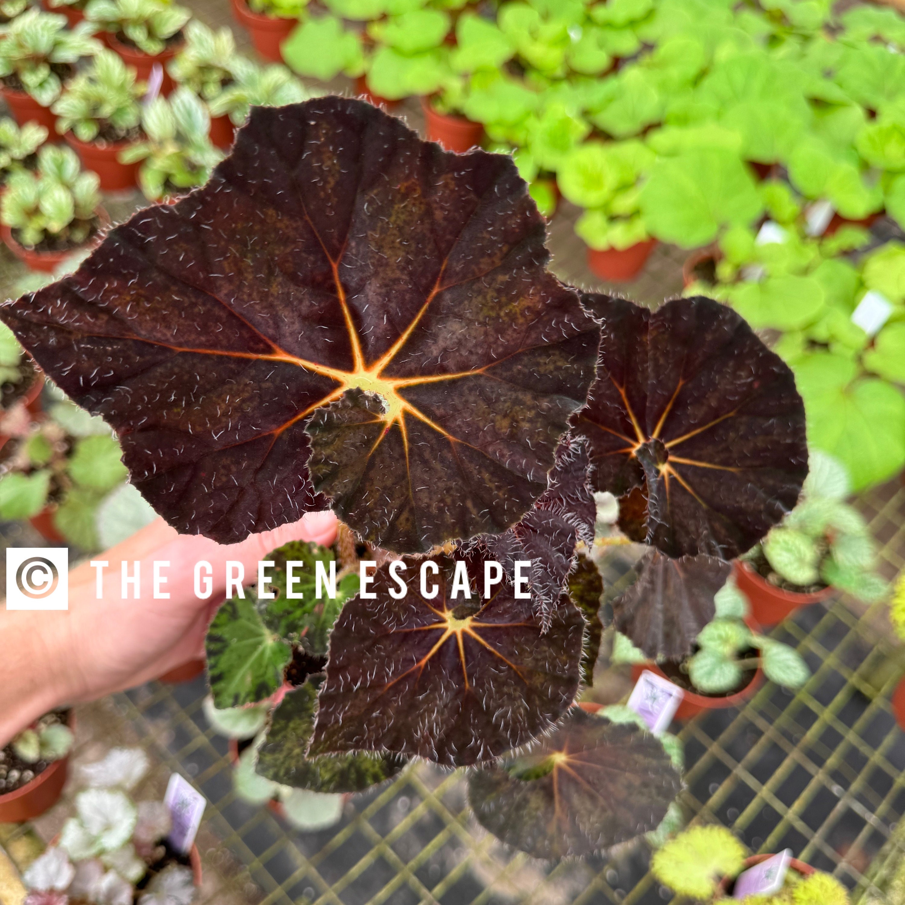 begonia carol knight 4”pot (ALL PLANTS require you to purchase 2 plants!