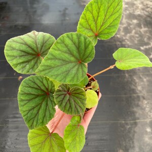 Begonia Sericoneura var. Lindleyana 4 pot ALL PLANTS require you to purchase 2 plants image 7