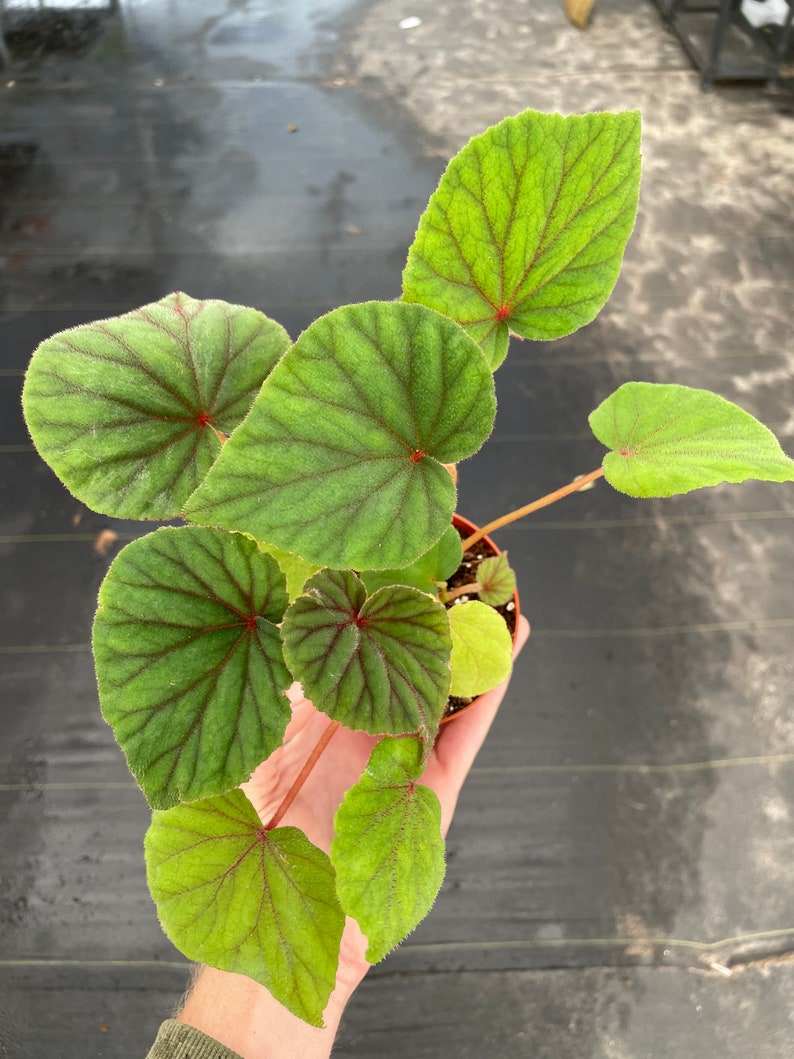 Begonia Sericoneura var. Lindleyana 4 pot ALL PLANTS require you to purchase 2 plants image 7