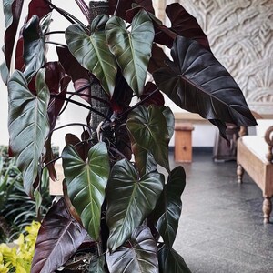 Philodendron dark lord Starter Plant ALL STARTER PLANTS require you to purchase 2 plants image 2