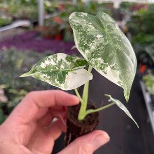 Alocasia variegated frydek Starter Plant ALL STARTER PLANTS require you to purchase 2 plants image 4