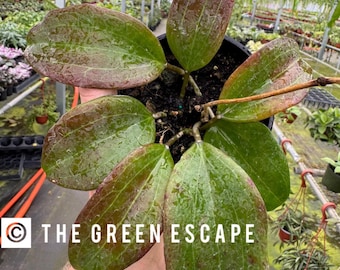 Hoya quinquenervia Starter Plant (ALL STARTER PLANTS require you to purchase 2 plants!)