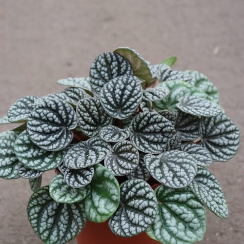 Peperomia Burbella Starter Plant (ALL STARTER PLANTS require you to purchase 2 plants!)