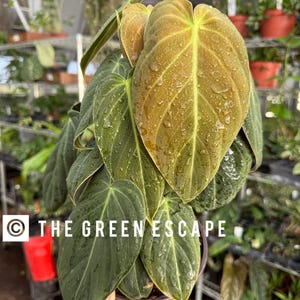 Philodendron Melanochrysum Starter Plant (ALL STARTER PLANTS require you to purchase 2 plantsu!)