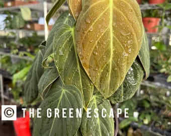 Philodendron Melanochrysum Starter Plant (ALL STARTER PLANTS require you to purchase 2 plantsu!)