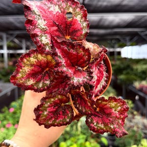 May include: A close-up of a begonia plant with large, textured leaves. The leaves are a vibrant mix of red, green, and white, with a speckled pattern. The plant is in a small, brown pot, and held by a person.
