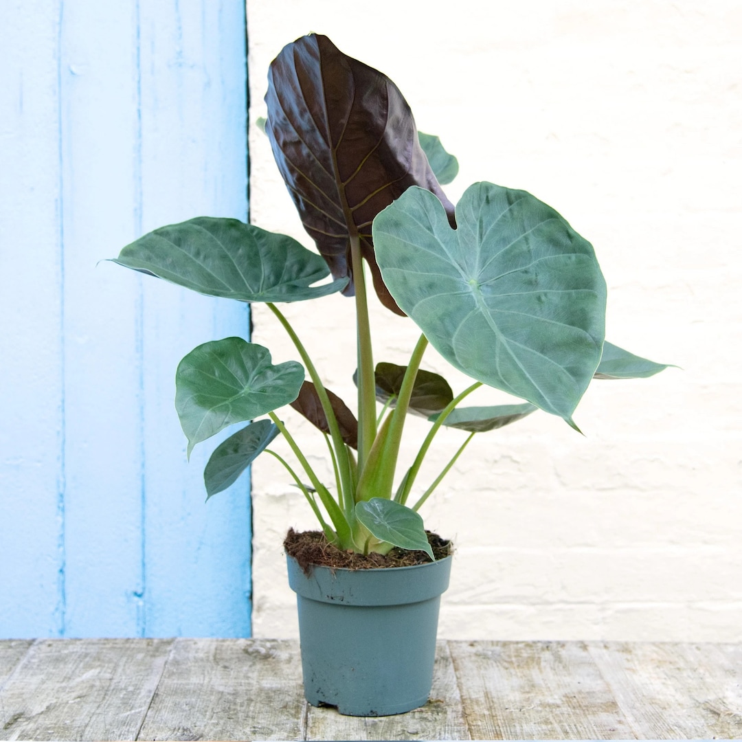 Alocasia Wentii var x5 plantsアロカシア ウェンティ Alocasia Wentii Variegata