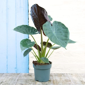 Alocasia wentii Starter Plant (ALL STARTER PLANTS require you to purchase 2 plants!)