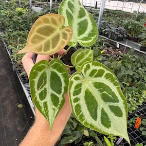 Anthurium Luxurians X Crystal Magnificum - Etsy