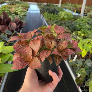 Pink fittonia nerve plant 4 pot ALL PLANTS require you to purchase 2 plants image 3