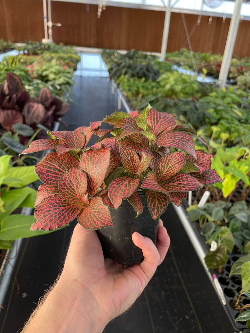 Pink fittonia nerve plant 4 pot ALL PLANTS require you to purchase 2 plants image 3