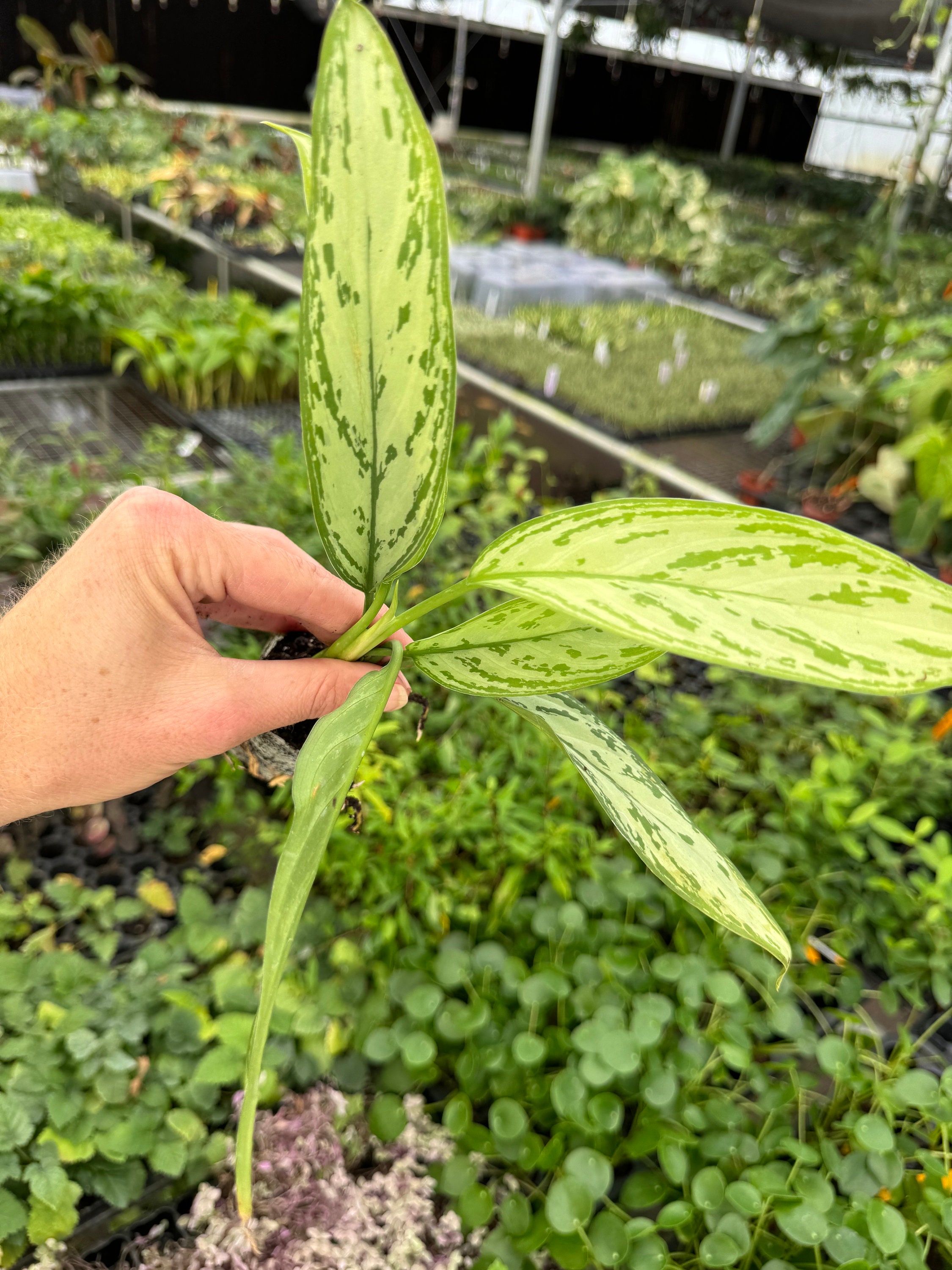 caring for an philodendron burle-marxii Philodendron 'Burle Marx'