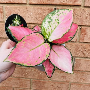 Aglaonema Favonian 2 Pot (ALL PLANTS Require You to Purchase 2 Plants!) -  Etsy