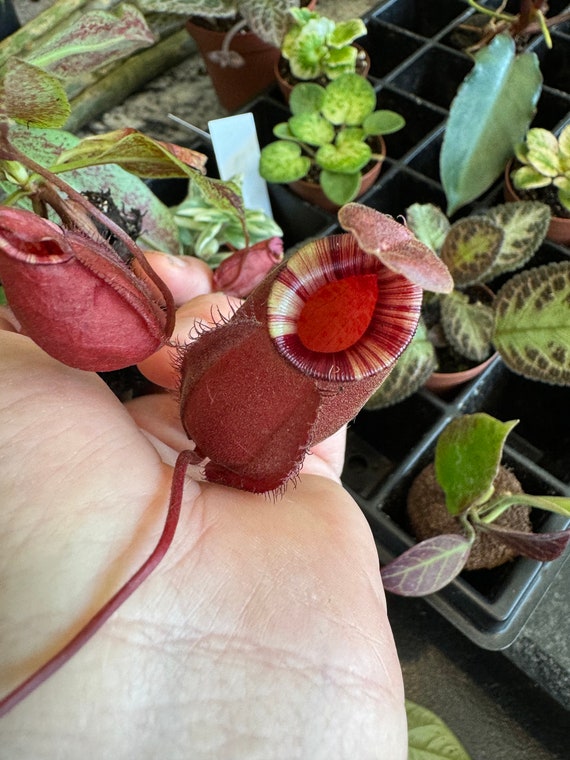 【未使用】FloralVinesTribalRug120×170 GuestSupply US | Ecolab® Revitalize Miracle Spotter, 22oz, Trigger