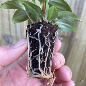 Philodendron .sp fuzzy petiole Starter Plant ALL STARTER PLANTS require you to purchase 2 plants image 8