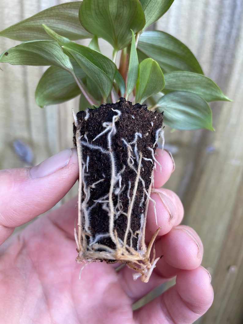 Philodendron .sp fuzzy petiole Starter Plant ALL STARTER PLANTS require you to purchase 2 plants image 8