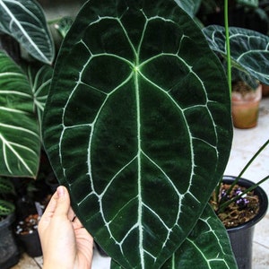Anthurium forgetii Starter Plant (ALL STARTER PLANTS require you to purchase 2 plants!)