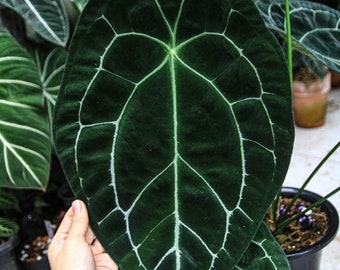 Anthurium forgetii Starter Plant (ALL STARTER PLANTS require you to purchase 2 plants!)