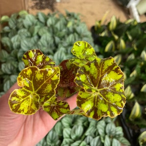 Begonia Rex zumba Starter Plant ALL STARTER PLANTS require you to purchase 2 plants image 5