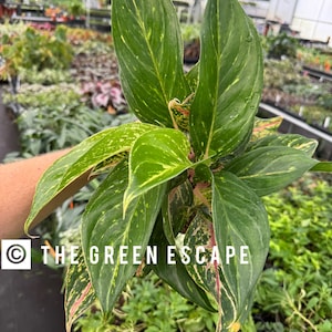 May include: Close-up of a vibrant green plant with speckled yellow and pink variegation. The long, pointed leaves have a glossy texture. The text "THE GREEN ESCAPE" is visible in the lower left corner, suggesting a plant shop or nursery.