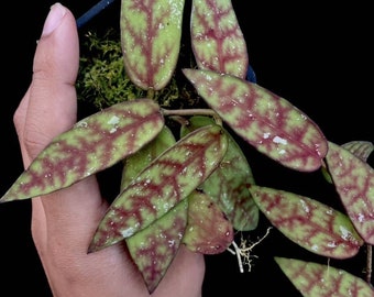 Hoya scortechinii pink Starter Cutting (ALL Starter plants/cuttings require you to purchase 2 plants/cuttings!)