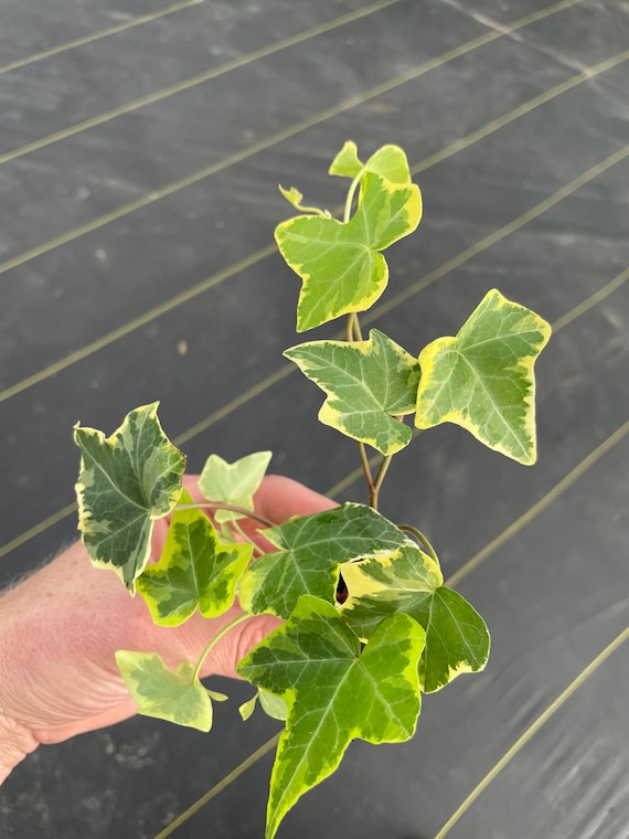 Hedera Ivy Gold Child Starter Plant (ALL STARTER PLANTS Require You to  Purchase 2 Plants!) - Etsy