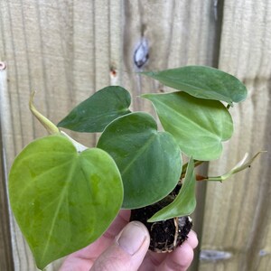 Philodendron hederaceum heart leaf Starter Plant ALL STARTER PLANTS require you to purchase 2 plants image 2