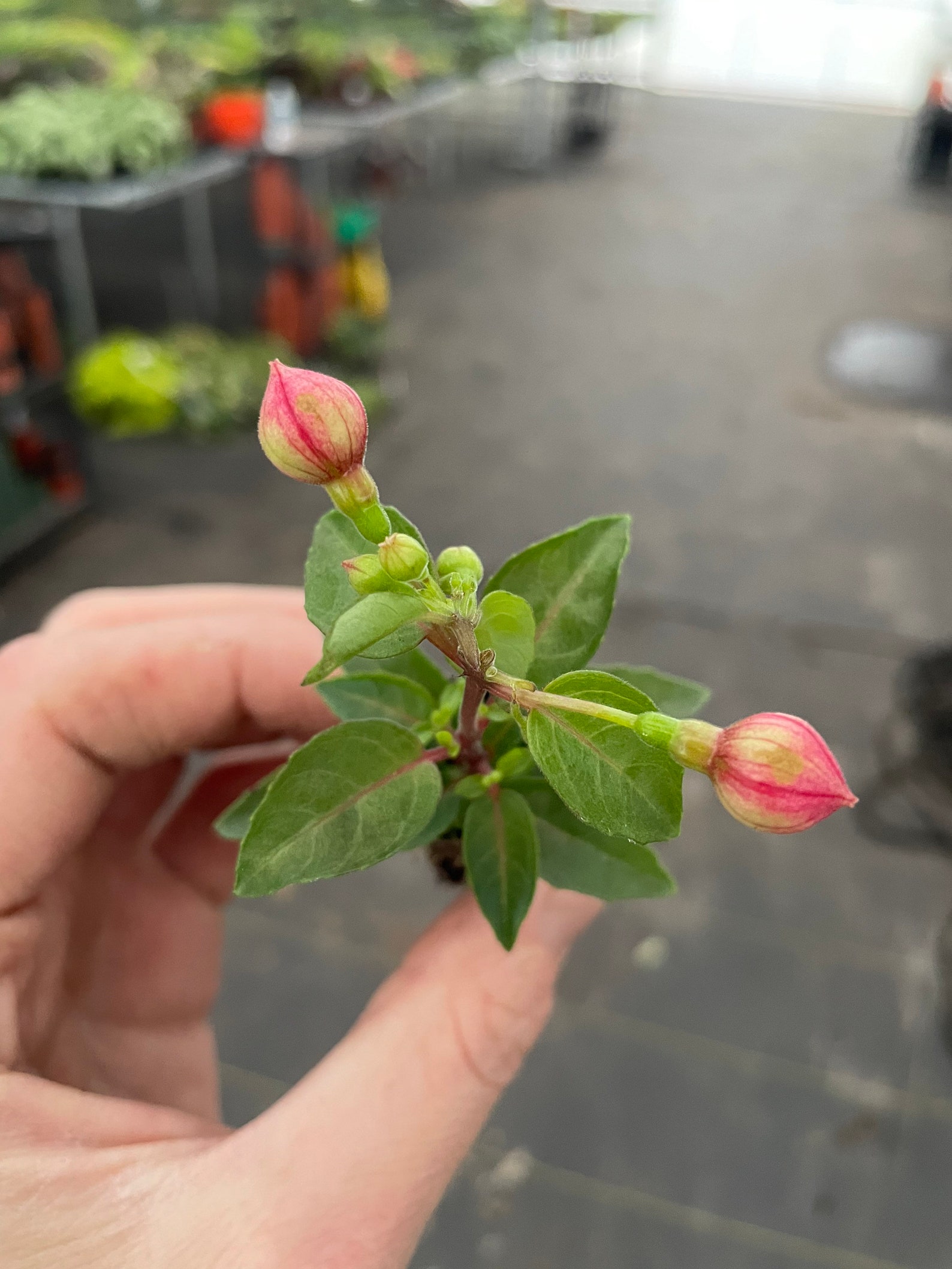 Bella Fuchsia Laura Starter Plant ALL STARTER PLANTS Require - Etsy