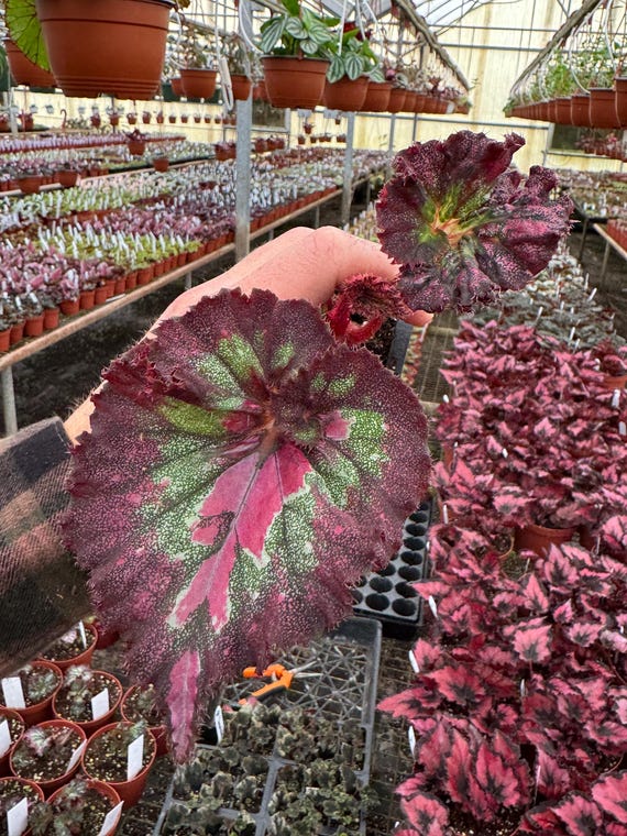 Harmonys Jaded Heart Begonia Starter Plant (ALL STARTER PLANTS